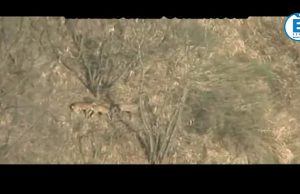 Contenimento dei cinghiali, la Provincia redige un nuovo piano