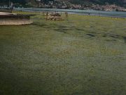 Sul Sebino è allarme alghe
