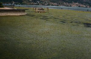 Sul Sebino è allarme alghe