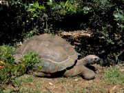 Allevava in casa 100 tartarughe, sequestrate 40 uova