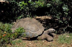 Allevava in casa 100 tartarughe, sequestrate 40 uova