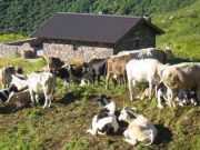 Caldo e siccità mettono in ginocchio la produzione negli alpeggi