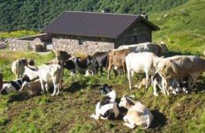 Caldo e siccità mettono in ginocchio la produzione negli alpeggi