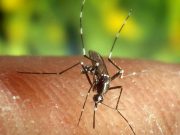 Chikungunya, all’Ospedale civile il primo caso lombardo