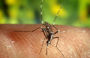 Istituto superiore di sanità: zanzare non trasmettono il virus
