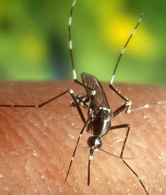Istituto superiore di sanità: zanzare non trasmettono il virus