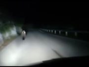 Orso avvistato in Valvestino, ecco il video girato da un automobilista