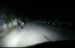 Orso avvistato in Valvestino, ecco il video girato da un automobilista