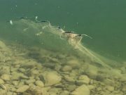 Morì impigliato in una rete di frodo, a processo due pescatori bresciani