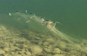 Morì impigliato in una rete di frodo, a processo due pescatori bresciani