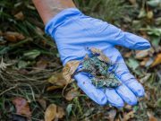 Mazzano: torna l’incubo dei bocconi avvelenati. Muore un cane