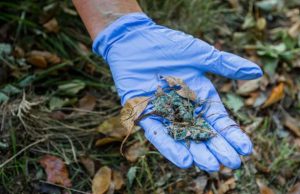 Mazzano: torna l’incubo dei bocconi avvelenati. Muore un cane