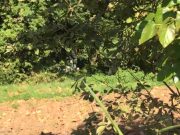 Identificato il cadavere trovato questa mattina in un fosso di San Polo; è un pensionato della zona