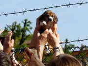 Green Hill, Lav chiede a Ordine radiazione veterinario