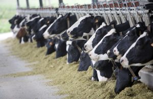 Torna l’allarme alfatossine nel latte: colpa della siccità estiva