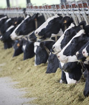 Torna l’allarme alfatossine nel latte: colpa della siccità estiva