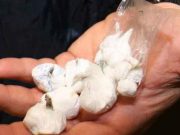 Spacciatore tunisino arrestato 9 grammi di eroina sequestrati