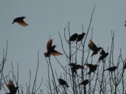 Trasportavano volatili protetti, denunciati due bracconieri