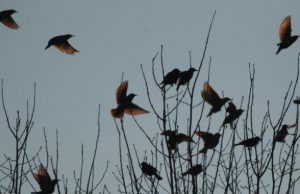 Trasportavano volatili protetti, denunciati due bracconieri