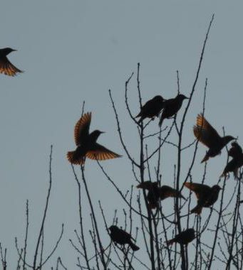 Trasportavano volatili protetti, denunciati due bracconieri