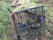 Operazioni anti bracconaggio: denunciate dieci persone