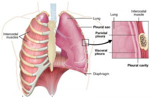 Mesotelioma: i dati bresciani, ogni anno 30 nuovi casi