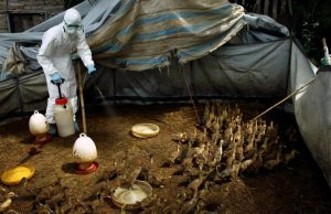 Aviaria, vittoria di Coldiretti: in arrivo 20 milioni dal Governo