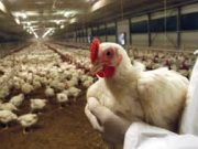 Aviaria, abbattuti già 231 mila capi. Rischio epidemia