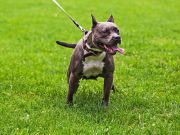 Pitbull aggredisce cagnolino, ferite le due padrone