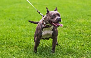 Pitbull aggredisce cagnolino, ferite le due padrone