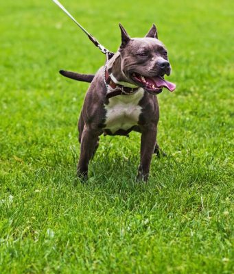 Pitbull aggredisce cagnolino, ferite le due padrone