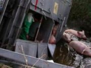 Maiali in fuga nella bassa bresciana dopo incidente stradale