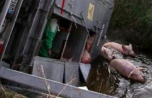 Maiali in fuga nella bassa bresciana dopo incidente stradale