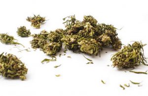 Brescia, “cannabis light” all’Agorà Caffè: legale e made in Italy