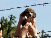 Green Hill, assolti veterinari e dipendenti assolti green hill