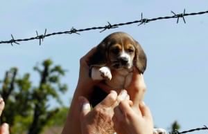 Green Hill, assolti veterinari e dipendenti assolti green hill