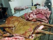 Roccafranca: centro abusivo di stoccaggio e sezionamento carni