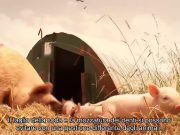 Allevamenti per suini lager: inchiesta shock, coinvolte due industrie della Bassa