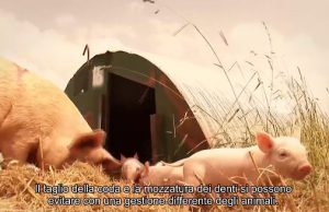 Allevamenti per suini lager: inchiesta shock, coinvolte due industrie della Bassa