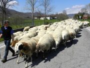 Pasqua: Coldiretti/Ixè, carne di agnello per quattro italiani su dieci.