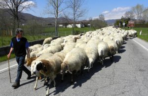 Pasqua: Coldiretti/Ixè, carne di agnello per quattro italiani su dieci.