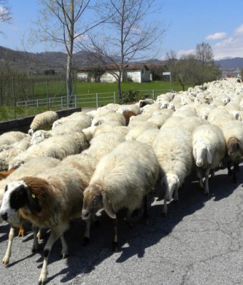 Pasqua: Coldiretti/Ixè, carne di agnello per quattro italiani su dieci.