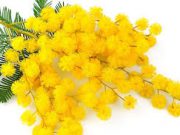 8 marzo, i nostri auguri