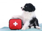 Cane salva la vita al suo padrone: abbaiando ha allertato i vicini di casa