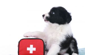 Cane salva la vita al suo padrone: abbaiando ha allertato i vicini di casa