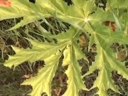 Vione, allarme pianta killer. È ricomparsa la Panace di Mantegazzi