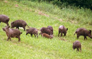 I cinghiali invadono l’Alto Garda. Il 2 ottobre via all’abbattimento di 300 capi