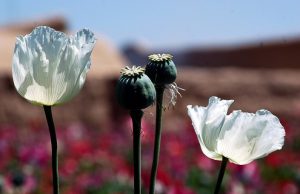 Giovani provetti agricoltori di droga arrestati dai Carabinieri a Remedello