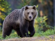 Orso sbrana cinque capre in Valcamonica. Torna la paura