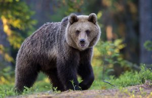 Orso sbrana cinque capre in Valcamonica. Torna la paura